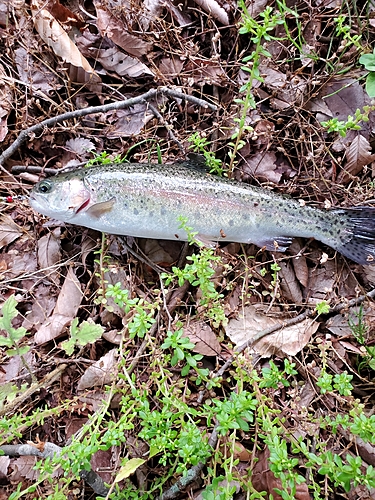 ニジマスの釣果