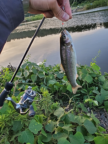 ニジマスの釣果