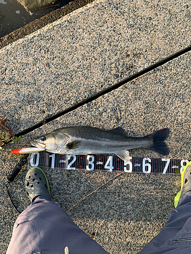 シーバスの釣果