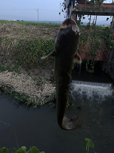 ナマズの釣果