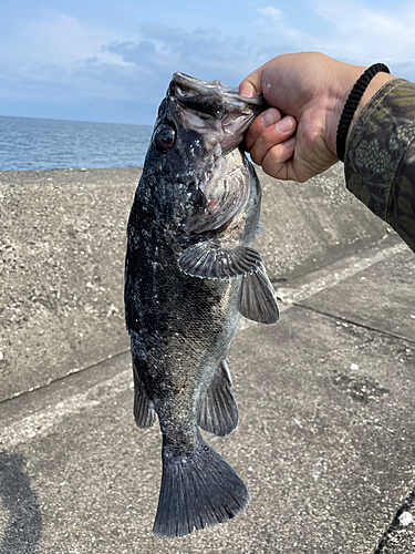 クロソイの釣果