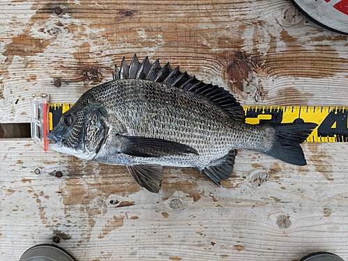 クロダイの釣果