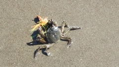 カニの釣果