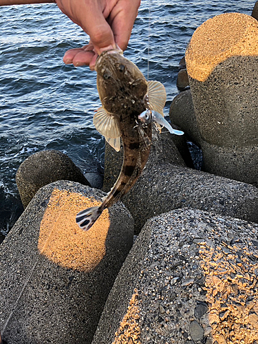 マゴチの釣果