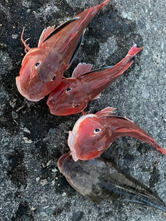 ホウボウの釣果