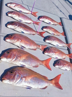 マダイの釣果