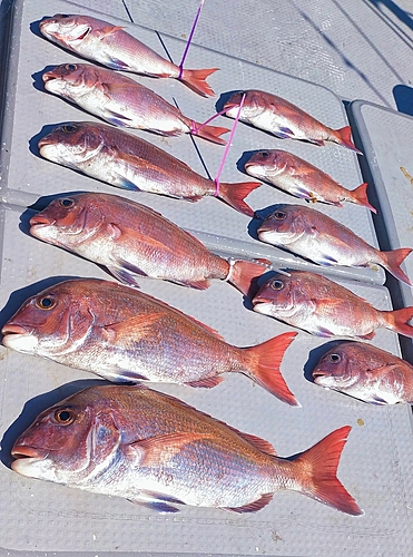 マダイの釣果