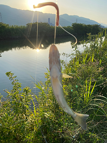 釣果