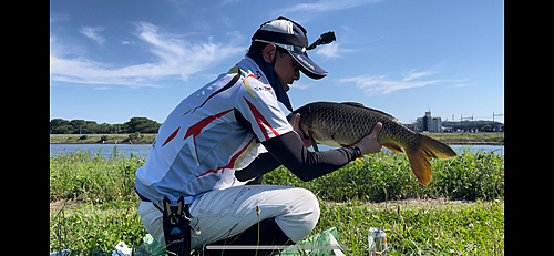 コイの釣果