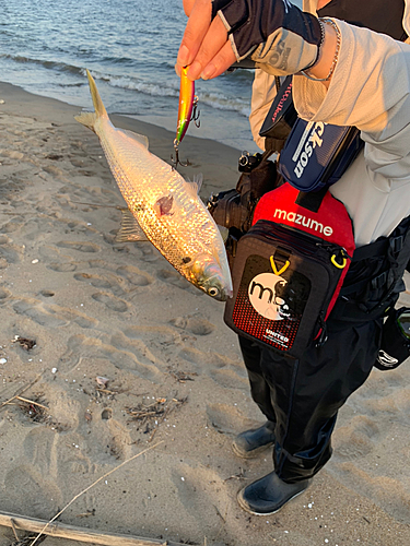 コノシロの釣果