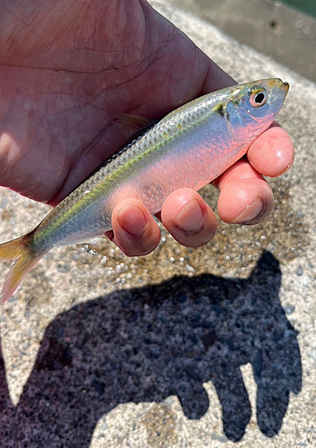 サッパの釣果