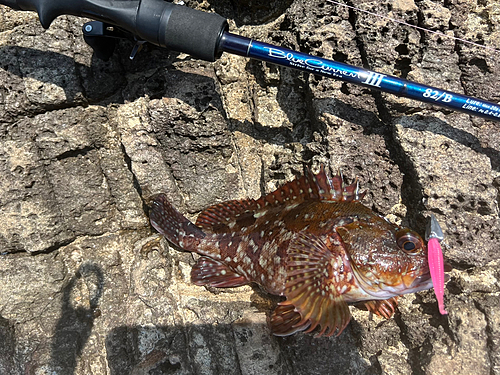 カサゴの釣果