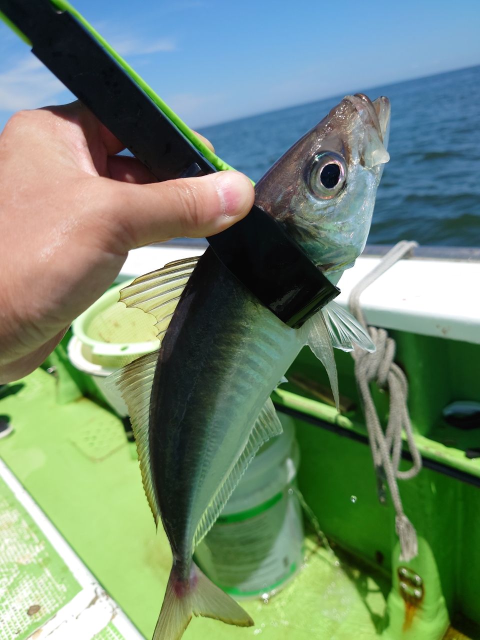 けんけんパパさんの釣果 1枚目の画像