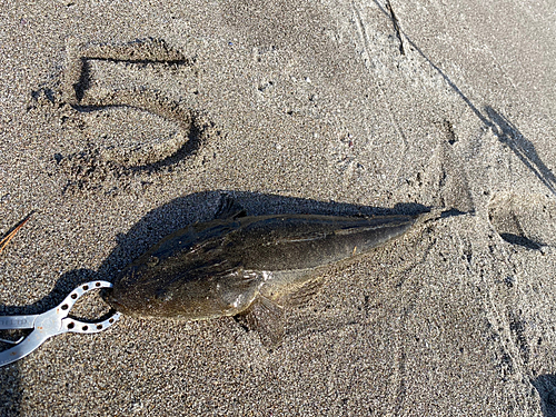 マゴチの釣果