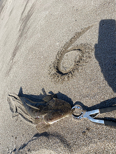 マゴチの釣果