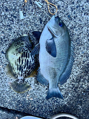 クロの釣果