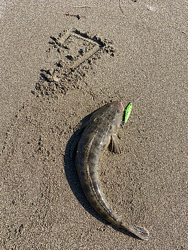 マゴチの釣果