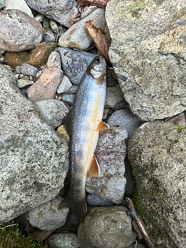 イワナの釣果