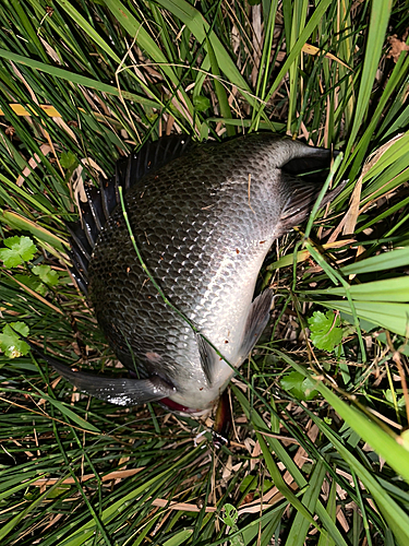 チヌの釣果