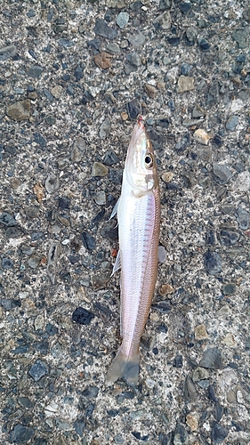 シロギスの釣果