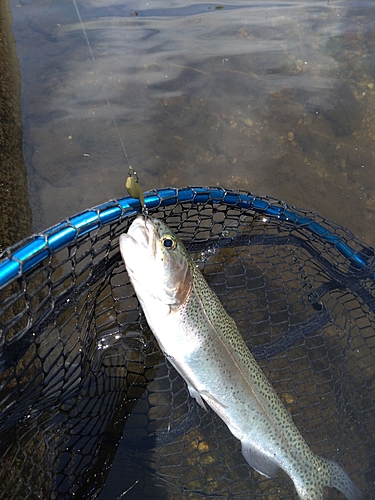 ニジマスの釣果