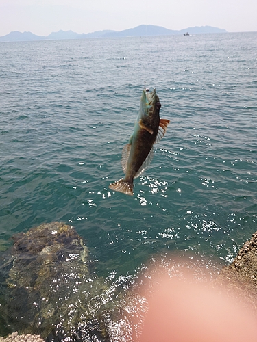 アナハゼの釣果