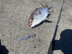 カンパチの釣果