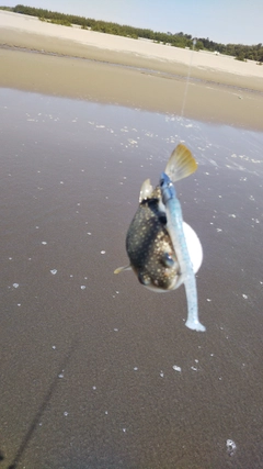 クサフグの釣果