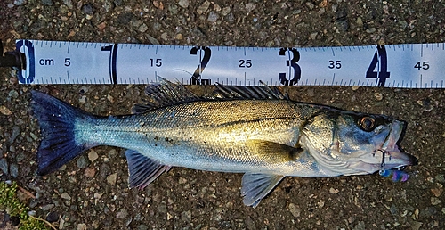 シーバスの釣果