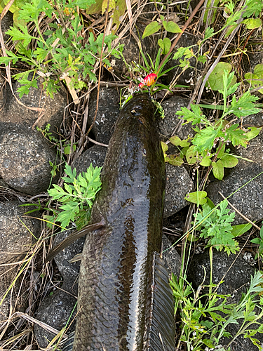 ライギョの釣果