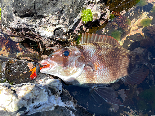 メイチダイの釣果