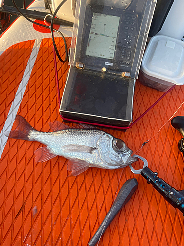 シロムツの釣果