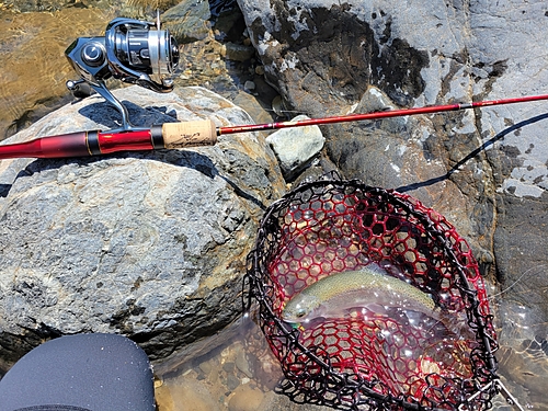 ニジマスの釣果