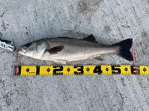 シーバスの釣果