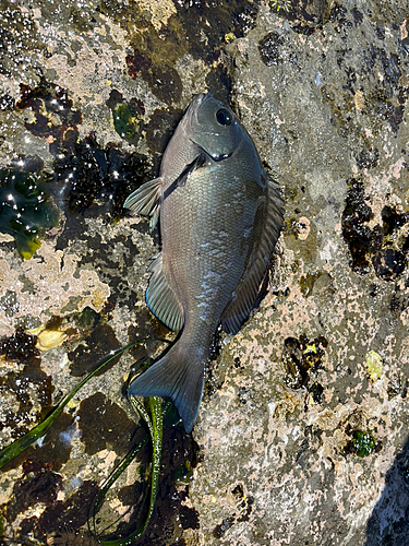 メジナの釣果