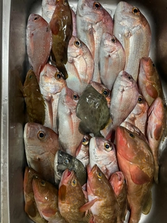 タイの釣果