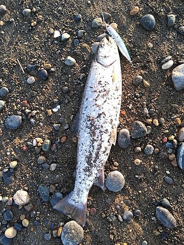 ウミアメの釣果