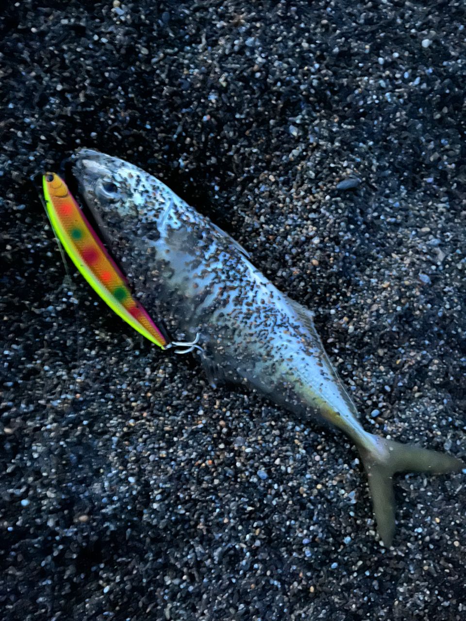アジ