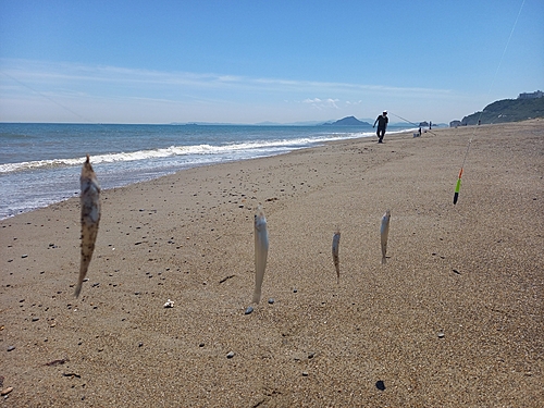 シロギスの釣果