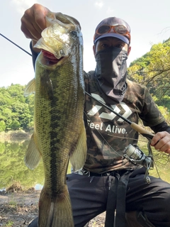 ブラックバスの釣果