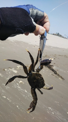 カニの釣果