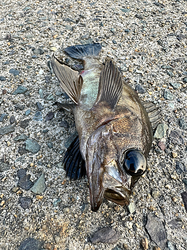 メバルの釣果