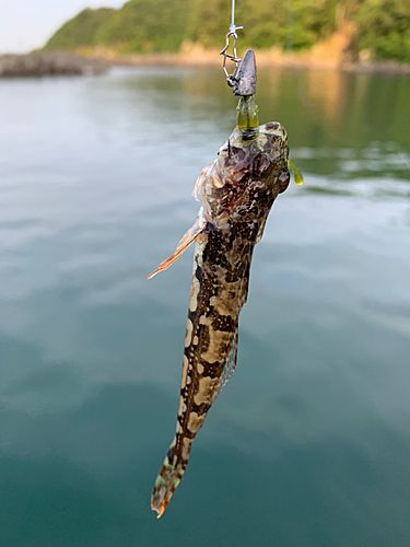 ハゼの釣果