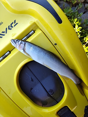 アユの釣果