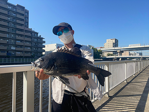 チヌの釣果