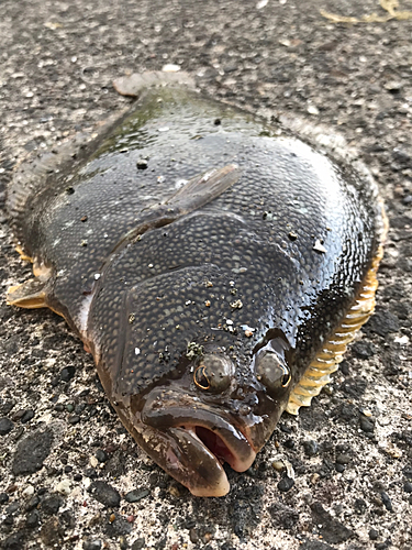 マツカワの釣果