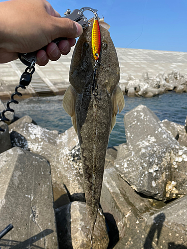 マゴチの釣果