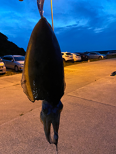 モンゴウイカの釣果