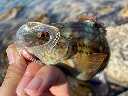 ベラの釣果