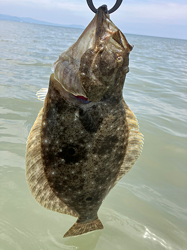 ヒラメの釣果